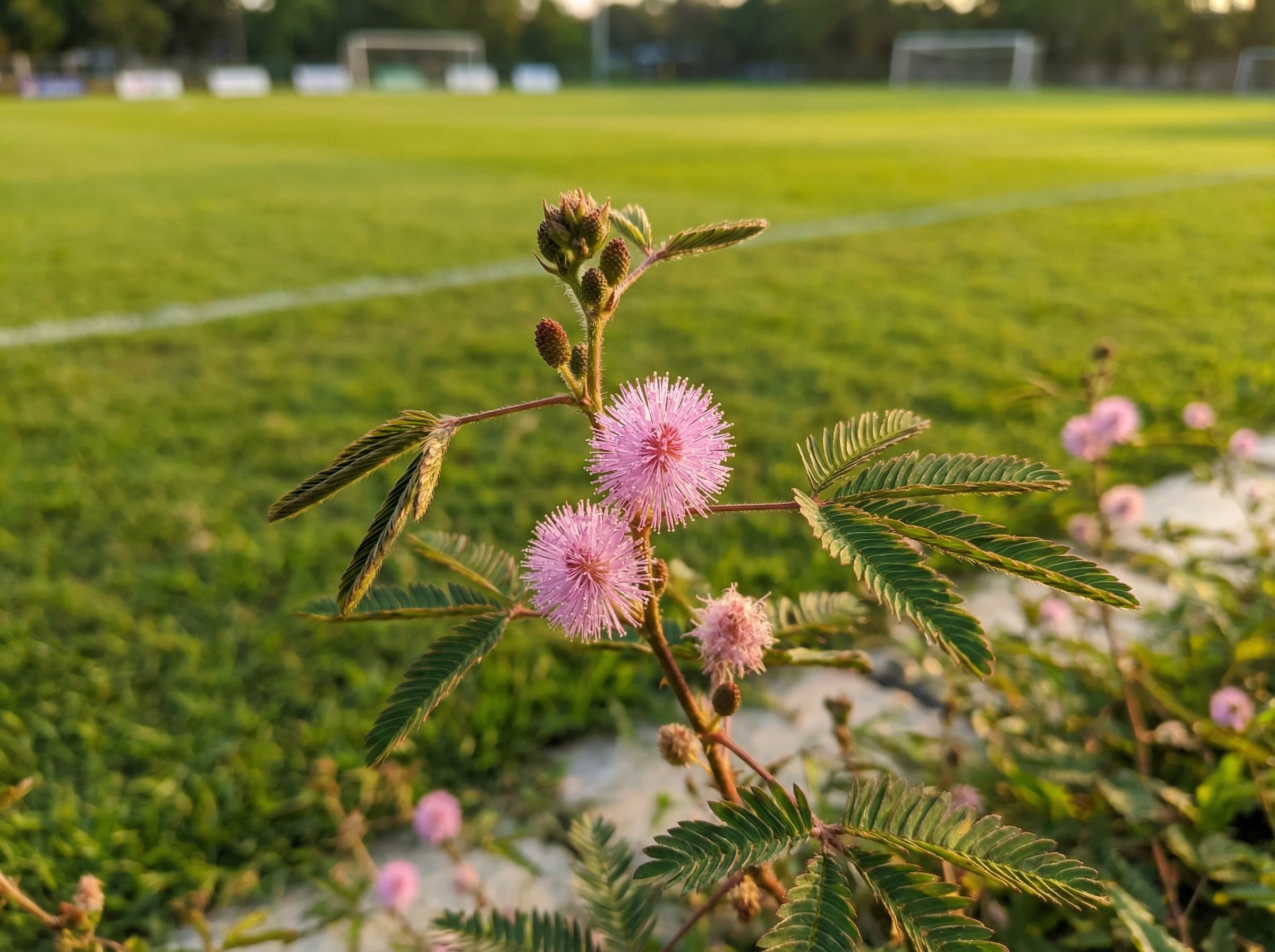 蜜芽多肉植物养护视频
